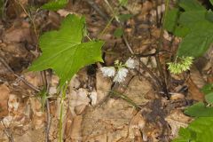 Canada Waterleaf, Hydrophyllum canadense