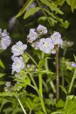 Fernleaf Phacelia, Phacelia bipinnatifida