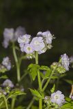 Fernleaf Phacelia, Phacelia bipinnatifida