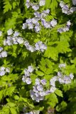 Fernleaf Phacelia, Phacelia bipinnatifida