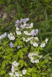 Fernleaf Phacelia, Phacelia bipinnatifida