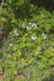 Fernleaf Phacelia, Phacelia bipinnatifida