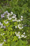 Fernleaf Phacelia, Phacelia bipinnatifida