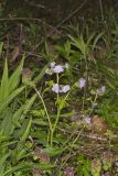 Fernleaf Phacelia, Phacelia bipinnatifida