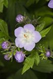Fernleaf Phacelia, Phacelia bipinnatifida