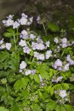 Fernleaf Phacelia, Phacelia bipinnatifida