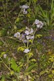 Fernleaf Phacelia, Phacelia bipinnatifida