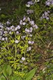 Fernleaf Phacelia, Phacelia bipinnatifida