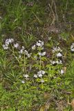 Fernleaf Phacelia, Phacelia bipinnatifida