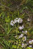 Fernleaf Phacelia, Phacelia bipinnatifida