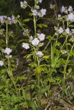 Fernleaf Phacelia, Phacelia bipinnatifida