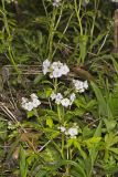 Fernleaf Phacelia, Phacelia bipinnatifida