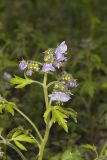 Fernleaf Phacelia, Phacelia bipinnatifida