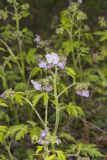 Fernleaf Phacelia, Phacelia bipinnatifida