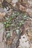 Fernleaf Phacelia, Phacelia bipinnatifida