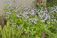 Fernleaf Phacelia, Phacelia bipinnatifida