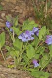 Virginia Bluebells, Mertinsia virginica
