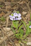 Virginia Bluebells, Mertinsia virginica