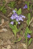 Virginia Bluebells, Mertinsia virginica
