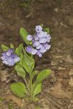 Virginia Bluebells, Mertinsia virginica