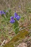 Virginia Bluebells, Mertinsia virginica