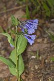 Virginia Bluebells, Mertinsia virginica