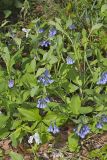 Virginia Bluebells, Mertinsia virginica
