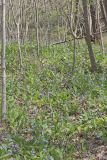 Virginia Bluebells, Mertinsia virginica