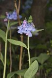 Virginia Bluebells, Mertinsia virginica