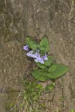 Virginia Bluebells, Mertinsia virginica