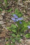 Virginia Bluebells, Mertinsia virginica