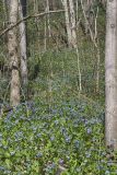 Virginia Bluebells, Mertinsia virginica