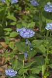 Virginia Bluebells, Mertinsia virginica