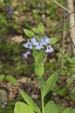 Virginia Bluebells, Mertinsia virginica