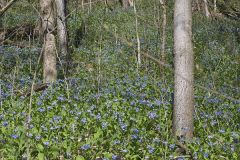 Virginia Bluebells, Mertinsia virginica