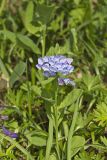 Virginia Bluebells, Mertinsia virginica