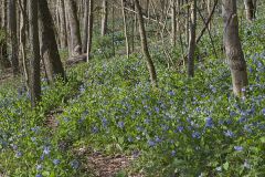 Virginia Bluebells, Mertinsia virginica