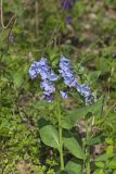 Virginia Bluebells, Mertinsia virginica