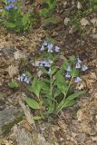 Virginia Bluebells, Mertinsia virginica