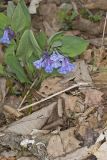 Virginia Bluebells, Mertinsia virginica