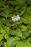 Virginia Waterleaf, Hydrophyllum virginianum