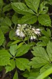 Virginia Waterleaf, Hydrophyllum virginianum