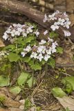 Purple Cress, Cardamine douglassii