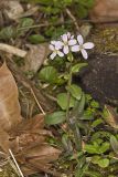 Purple Cress, Cardamine douglassii