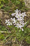 Purple Cress, Cardamine douglassii