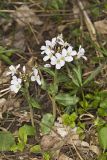 Purple Cress, Cardamine douglassii
