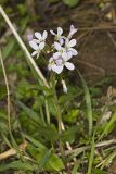 Purple Cress, Cardamine douglassii