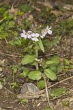 Purple Cress, Cardamine douglassii