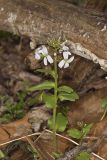 Purple Cress, Cardamine douglassii