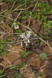 Purple Cress, Cardamine douglassii